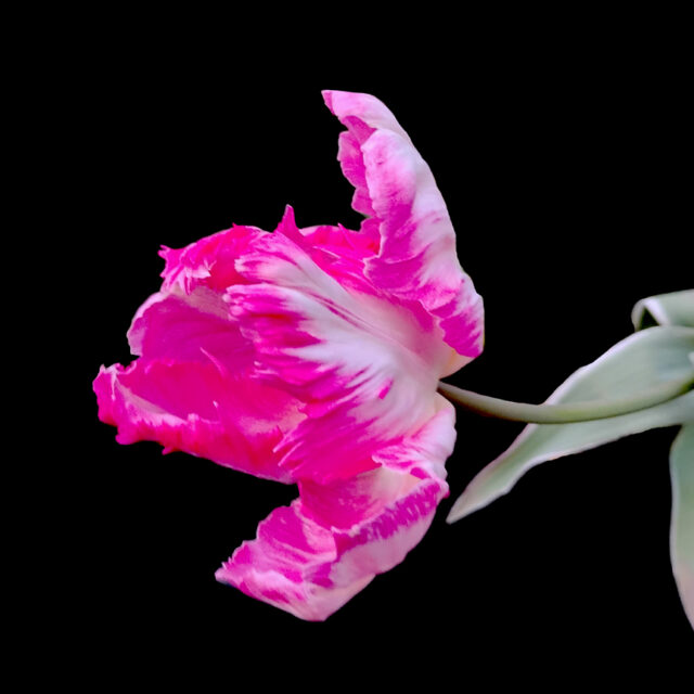 Arabesque @ Tara Wilkinson, ANDARA Gallery