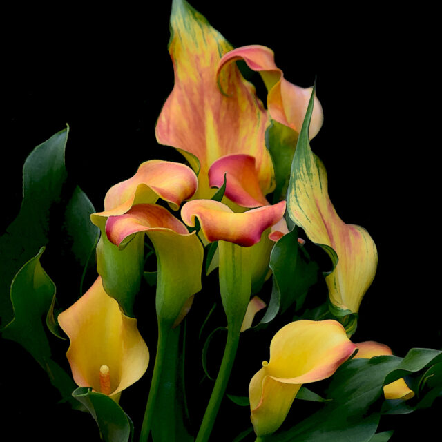 Fire Dancer @ Tara Wilkinson, ANDARA Gallery