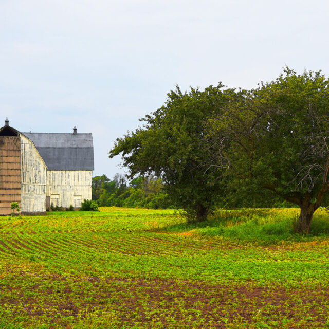 Roots & Sprouts - Bethel Rd. - White (20 x 30) © Tara Wilkinson, ANDARA Gallery