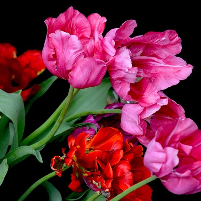 Rhapsody © Tara Wilkinson, ANDARA Gallery