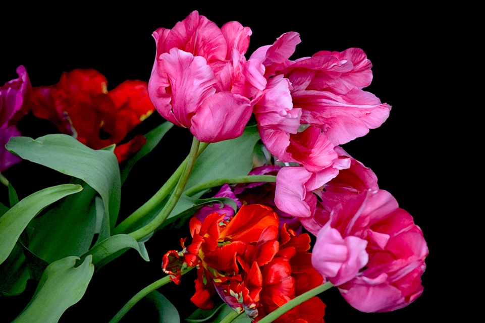 Rhapsody © Tara Wilkinson, ANDARA Gallery