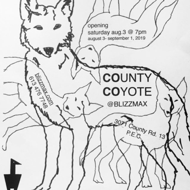 County Coyote