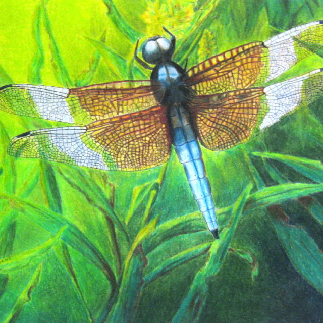 Skimmer Dragonfly 