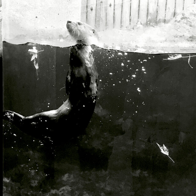 Otter this World (Photograph) © Andie Csafordi, ANDARA Gallery