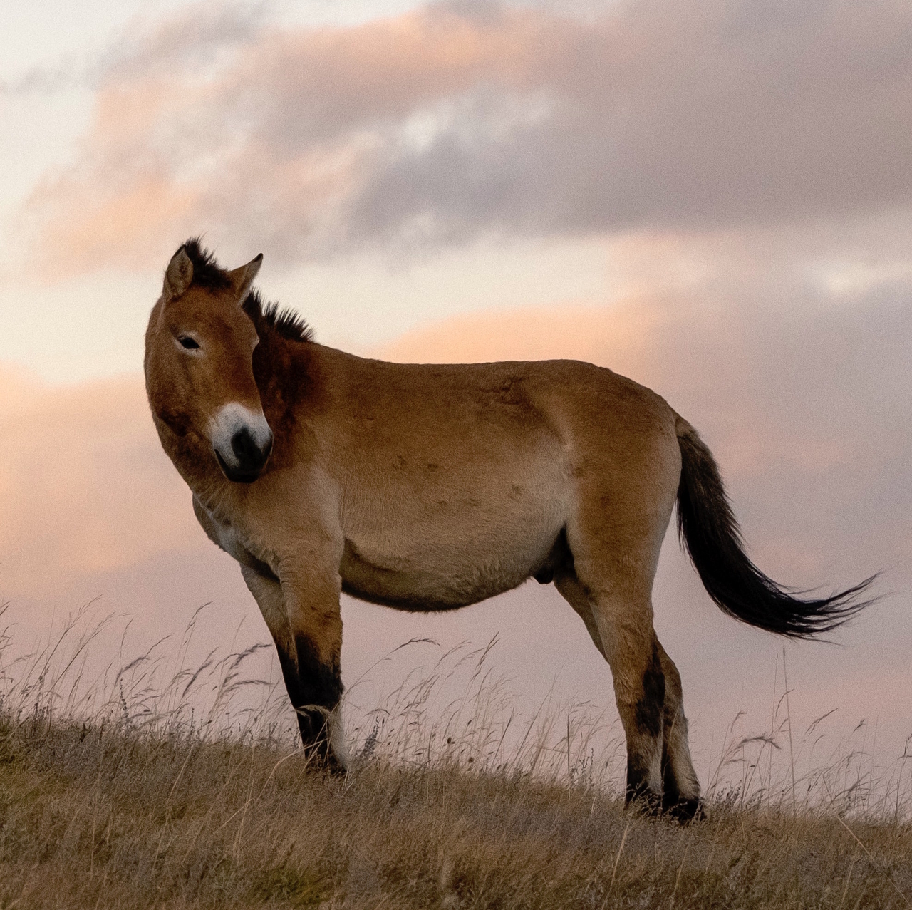 All the Wild Horses