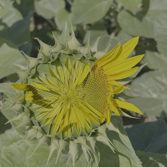 Awakening 2025 photo by painter & mixed media artist Dawn Ayer