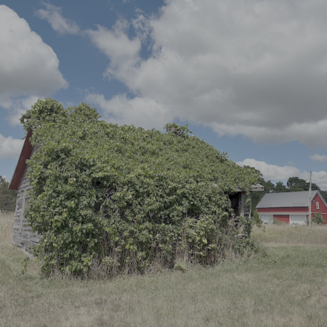 Regeneration 2025 photo by painter & mixed media artist Dawn Ayer