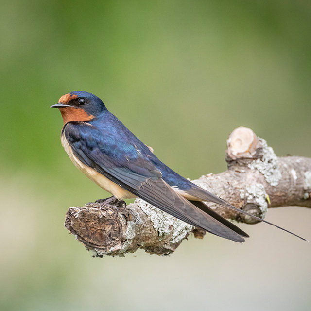 Barn Swallow, Prince Edward Point National Wildlife Area, Ontario