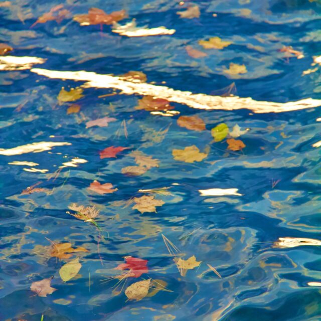 Photograph Leaves on Water