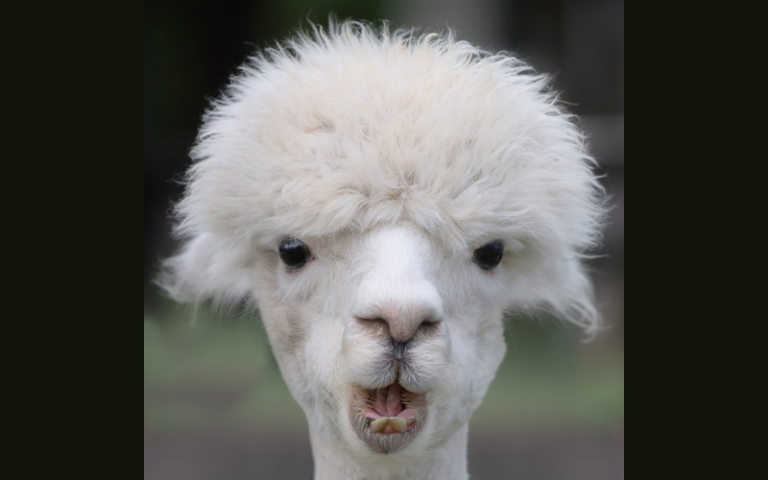 Alpacas in Focus/Field Photography with Graham Keenan