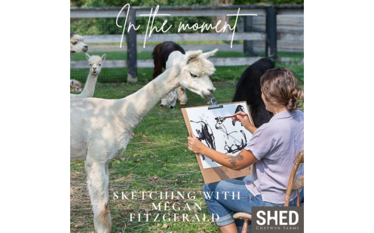 In the Moment Sketching Alpacas with Megan Fitzgerald