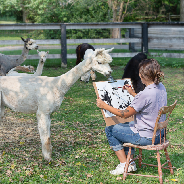 A workshop taking place with alpacas at Chetwyn Farms.