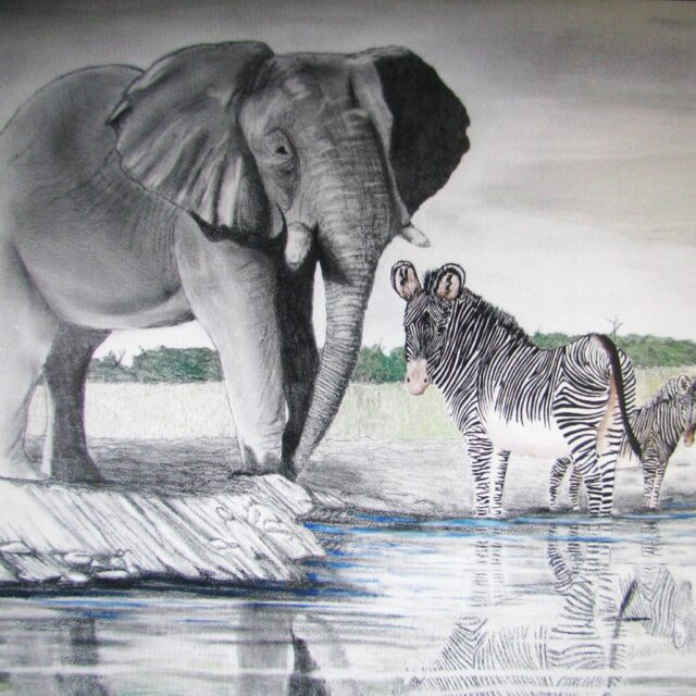 Elephant and Zebras