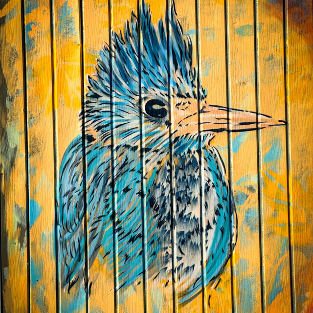 Young Kingfisher: 
Street Stencil
Alma, QC