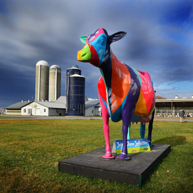 Vache: Courte Point, Cow Installation:  Festival de la Curd , Cassleman, Ontario