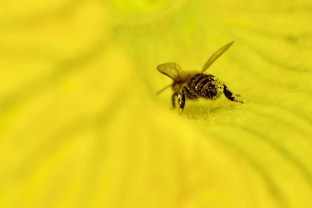 Western Honey Bee (Apis mellifera)