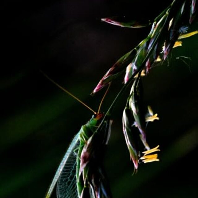 The Duchess of Darkness, Lacewing (Chrysoperla carnea) - One evening this summer, as the sun was setting behind the Junipers, I met a Lacewing (Chrysoperla carnea) dancing through the tall grasses. In the dwindling twilight I watched as she lounged amongst the grass flowers. Beneath the filigree wings and golden eyes, nature’s delicate predator readied herself for the night of hunting that lay ahead.

All prints come with certificate of authenticity. Limited edition of 50.