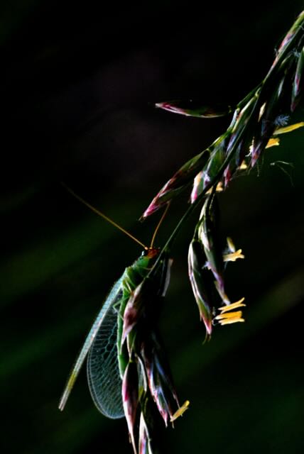 Lacewing (Chrysoperla carnea)