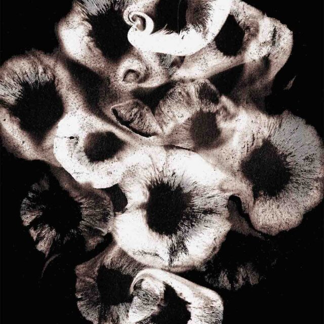 Love, 2024. Photograph of mushroom spores on cotton rag paper, 8 x 10 inches