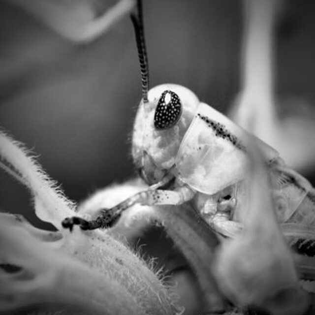 Smoky Two-Stripe, Two-Striped Grasshopper (Melanoplus bivittatus) - 