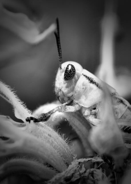 Two-Striped Grasshopper (Melanoplus bivittatus)