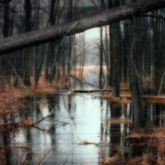 Tranquil Marsh Scene