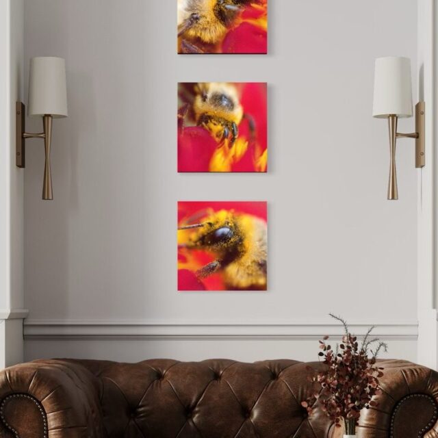 Common Eastern Bumble Bee (Bombus impatiens)