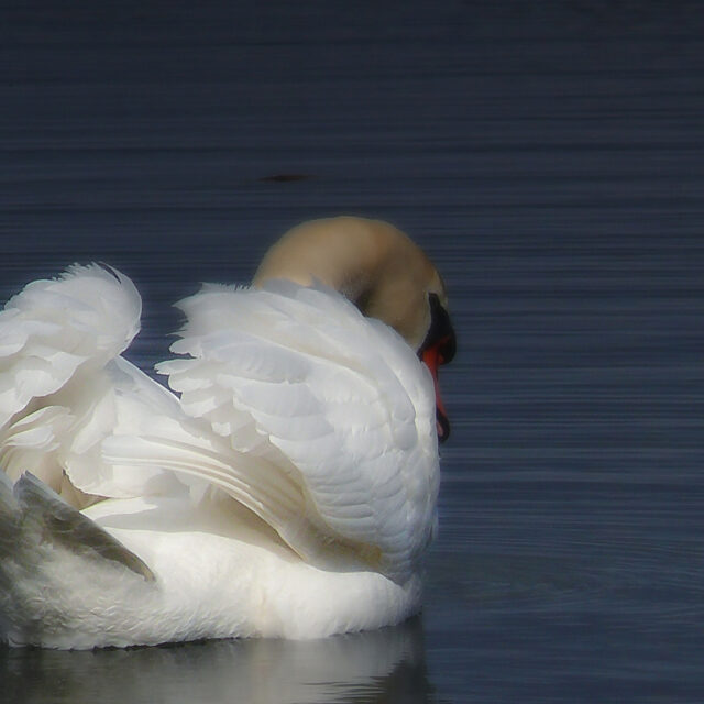 Soft Swan Feathers