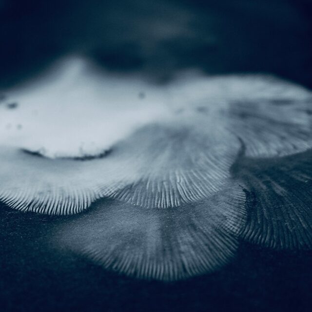 Calm, 2024. Photograph of mushroom spores on cotton rag paper, 5 x 7 inches