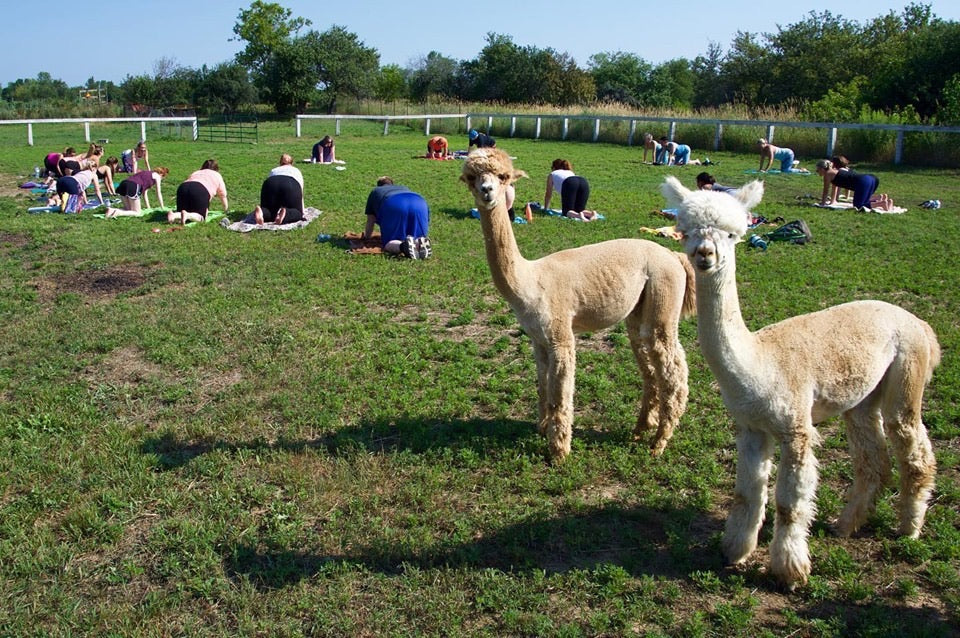 Alpaca Stretch Fundraiser | Prince Edward County Arts Council