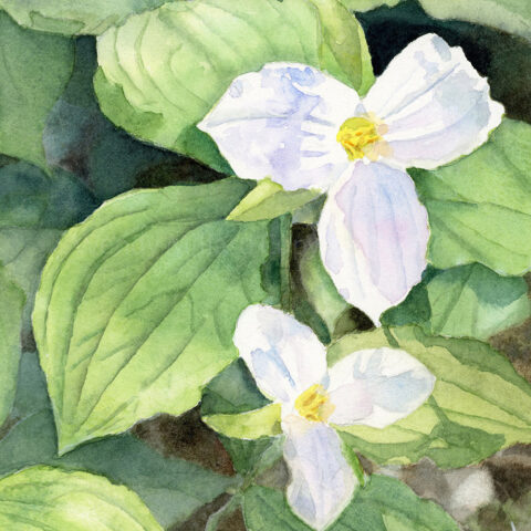 Wendy Millard