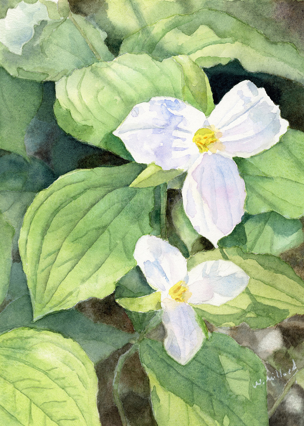 Watercolour painting of Cat. Trail Trilliums by Wendy Millard