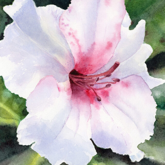Wendy Millard watercolour painting Vancouver Rhododendron