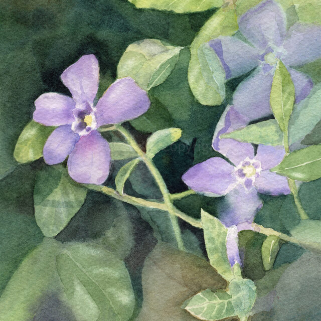 Wendy Millard watercolour painting 