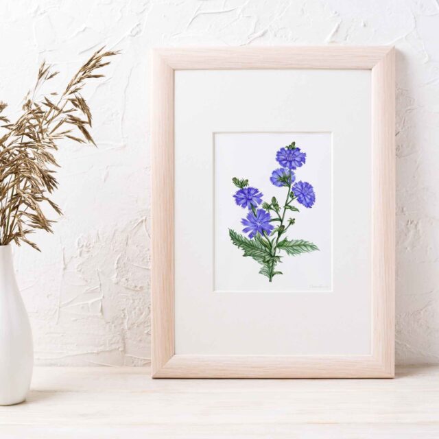 Framed chicory botanical illustration fine art print by Chelsea Geen.