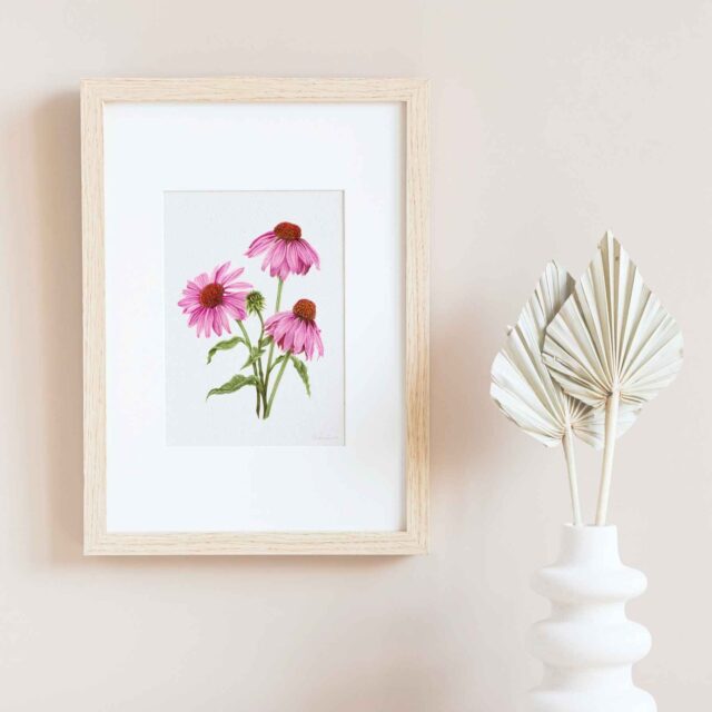 Framed fine art print of original coneflower botanical illustration by Chelsea Geen.