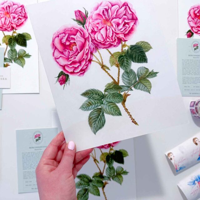 Rose botanical illustration turned into beautiful, museum-quality fine art prints in my studio.