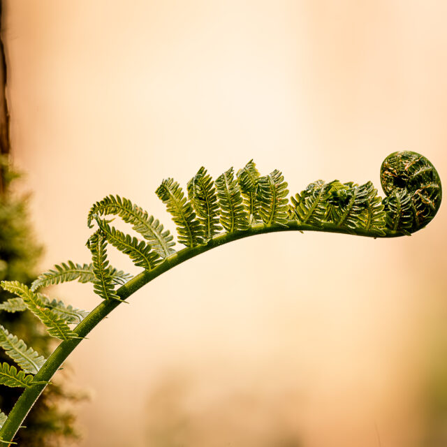 Forest Floor
