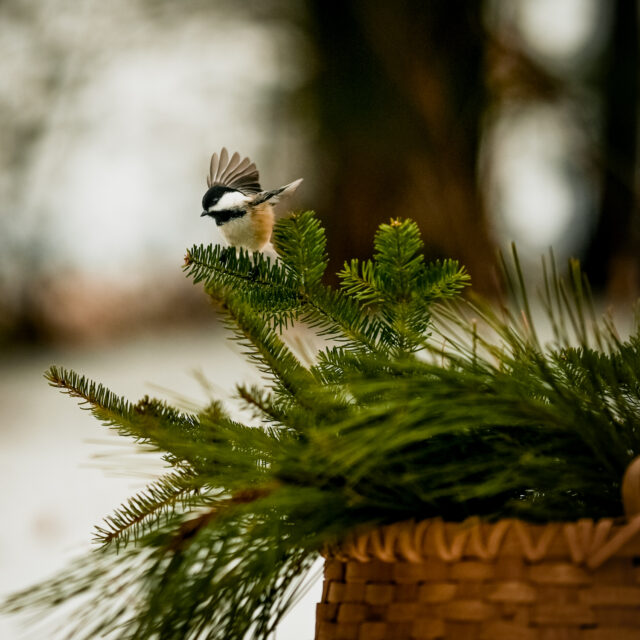 Winter Harvest