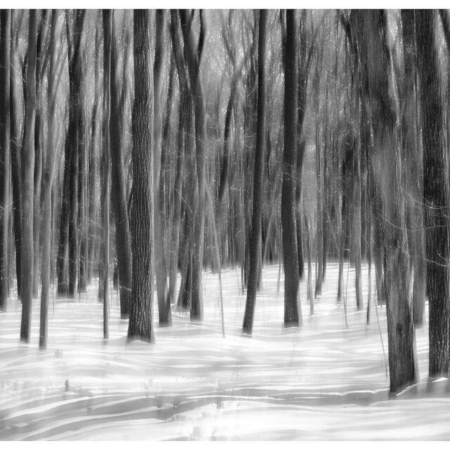 Shadow Play in the March Forest