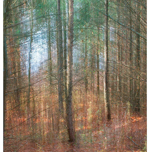 Autumn's Gentle Touch