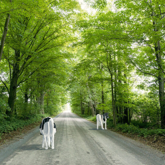 PEC | InQuarries: Laurie McGugan Solo Show