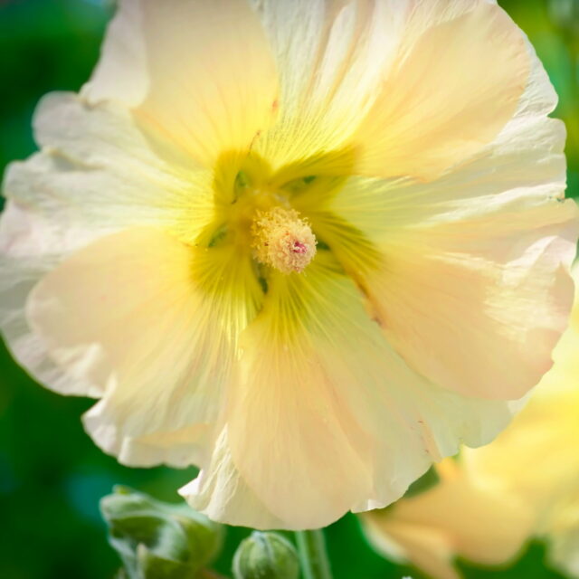 Holly, neighbours' hollyhock