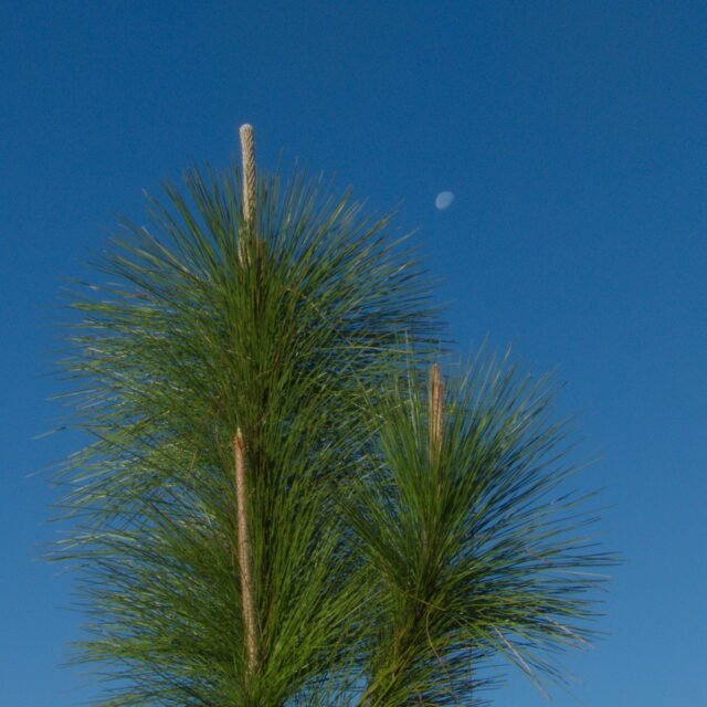 Longleaf pine in the moonshine