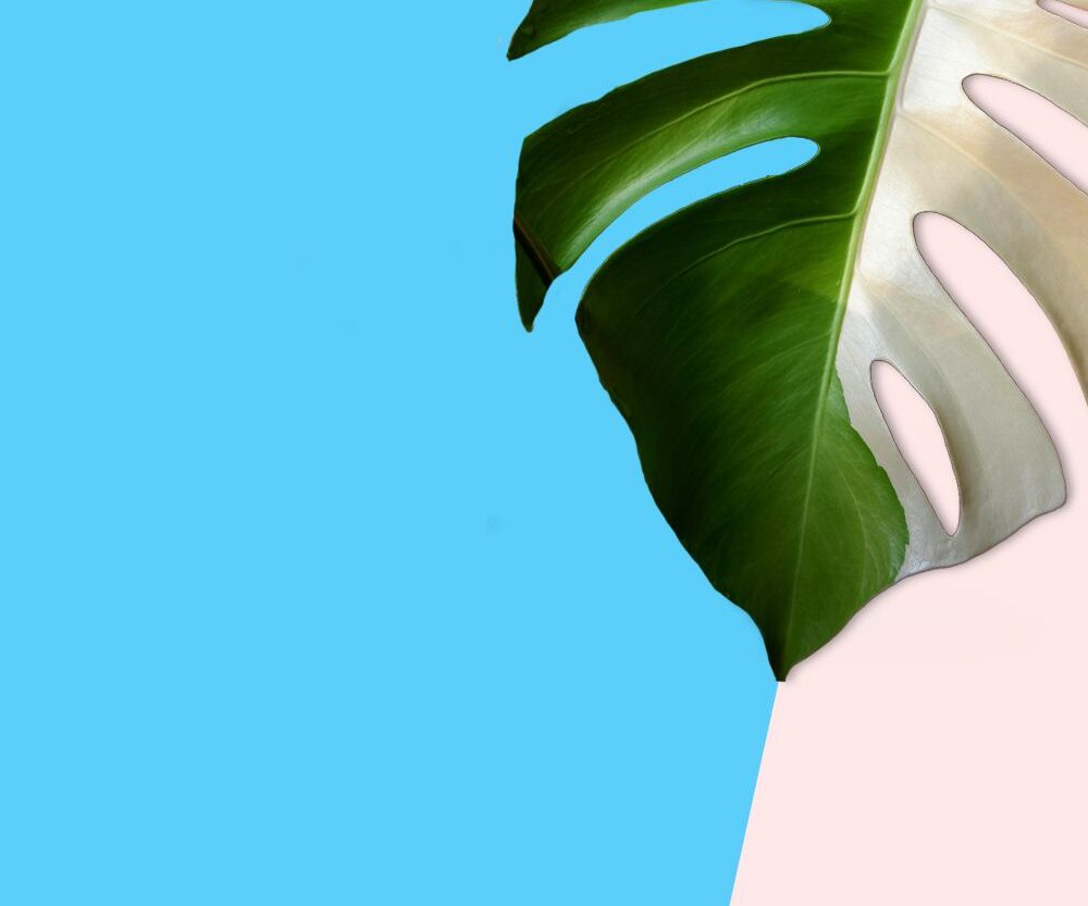 Home & Belonging: An Exhibit for Trans Day of Visibility