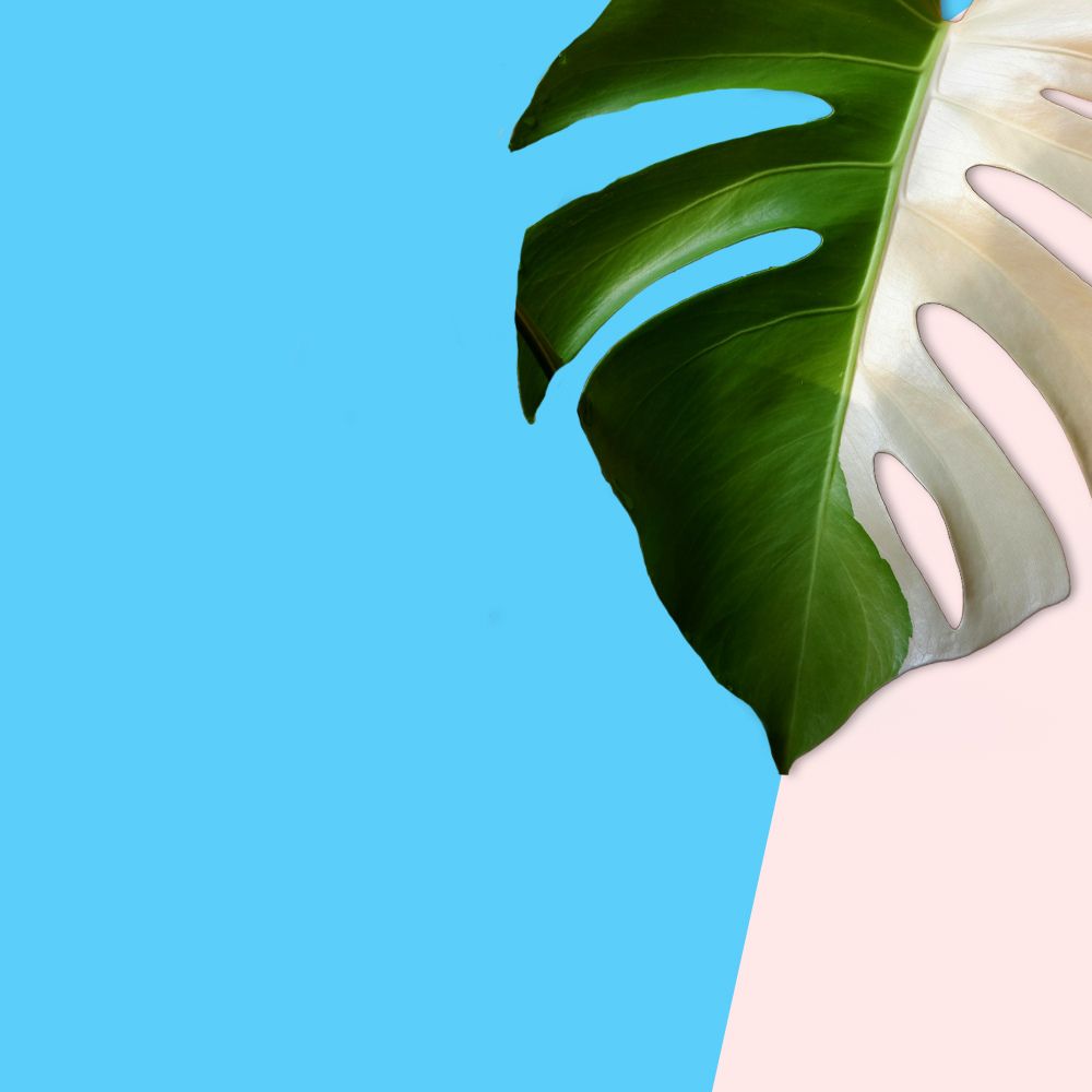 Home & Belonging: An Exhibit for Trans Day of Visibility