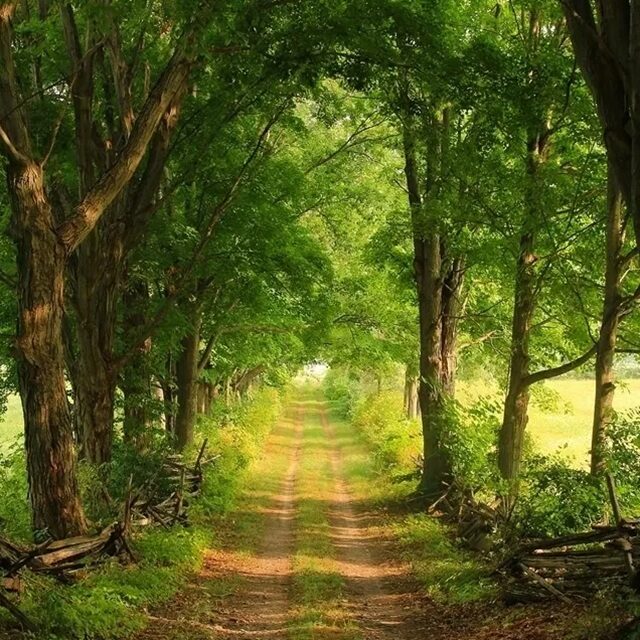 The scenic lane at Black River Ridge