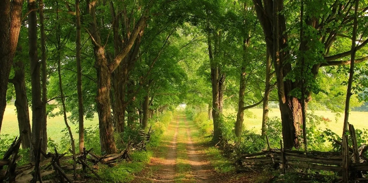 The scenic lane at Black River Ridge
