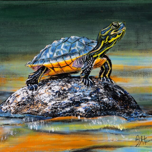 The Turtle's Journey