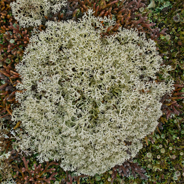 Alvar #1, archival pigment print